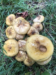 Armillaria