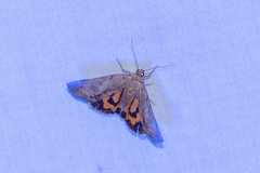 Catocala grynea