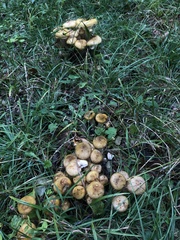 Armillaria