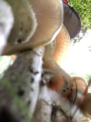 Armillaria