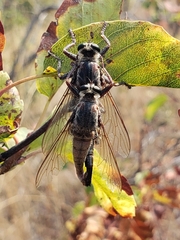 Proctacanthus milbertii