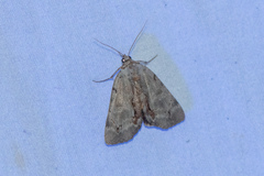 Catocala grynea