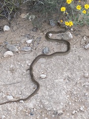 Masticophis flagellum lineatulus