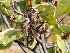 Proctacanthus milbertii