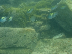 Chaetodon vagabundus