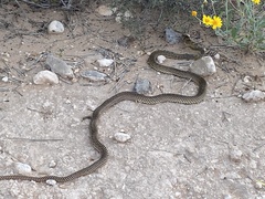 Masticophis flagellum lineatulus