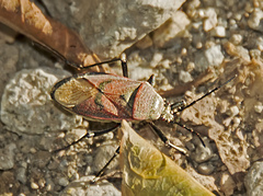 Largus maculatus