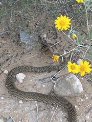 Masticophis flagellum lineatulus
