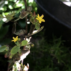Hypericum punctatum