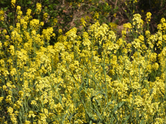 Brassica juncea