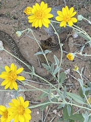 Masticophis flagellum lineatulus