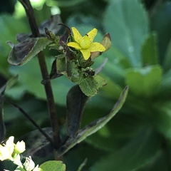 Hypericum punctatum