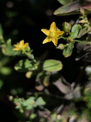 Hypericum punctatum