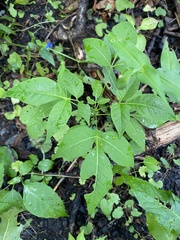 Phellodendron amurense