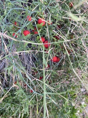 Ibervillea tenuisecta