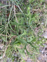 Ibervillea tenuisecta