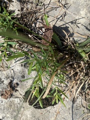 Hypericum dolabriforme