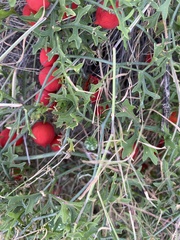 Ibervillea tenuisecta