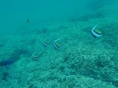 Heniochus acuminatus