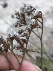 Limonium limbatum