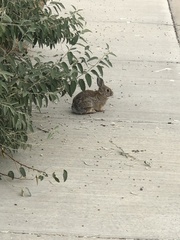 Sylvilagus nuttallii