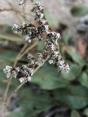 Limonium limbatum