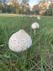 Chlorophyllum