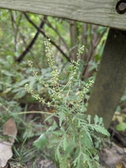 Ambrosia artemisiifolia