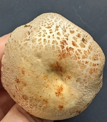 Russula crustosa