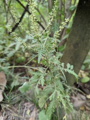 Ambrosia artemisiifolia
