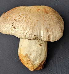 Russula crustosa