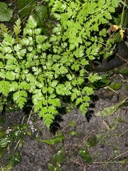 Anthriscus sylvestris