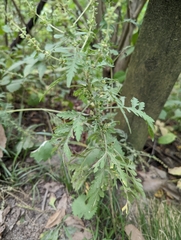 Ambrosia artemisiifolia