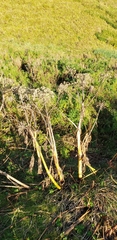 Angelica archangelica