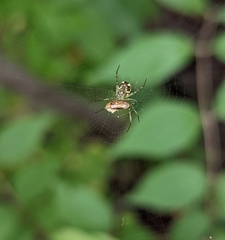 Mangora