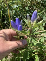 Gentiana andrewsii