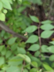 Mangora