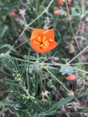 Kallstroemia grandiflora