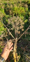 Angelica archangelica