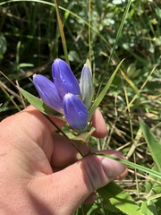 Gentiana andrewsii