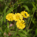 Crepidiastrum sonchifolium - Photo (c) Chuangzao,  זכויות יוצרים חלקיות (CC BY-NC), הועלה על ידי Chuangzao