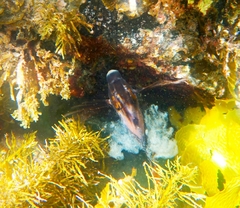 Pseudogoniistius nigripes