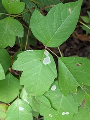 Cameraria guttifinitella
