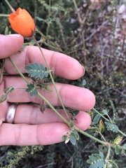 Kallstroemia grandiflora