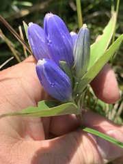 Gentiana andrewsii