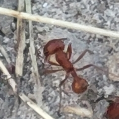 Pogonomyrmex occidentalis