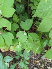 Cameraria guttifinitella
