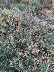 Kallstroemia grandiflora