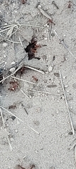 Pogonomyrmex occidentalis