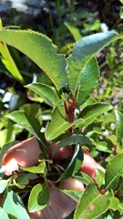Salix waldsteiniana